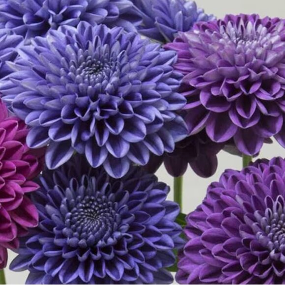 Cashmere Lightweight Scarf Chrysanthemum Dahlia Flower Floral - Picture 11 of 11